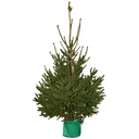 Pot Epicéa 125/150 cm