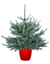 Pot Pungens 100/125 cm